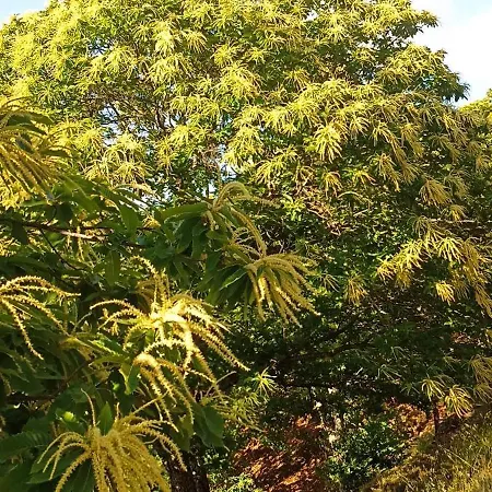 El Viejo Castano - Valle Del Genal Casa de Campo