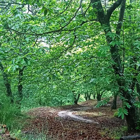 El Viejo Castano - Valle Del Genal Pujerra