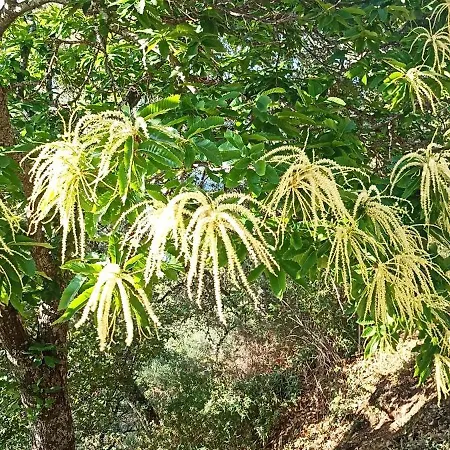 El Viejo Castano - Valle Del Genal *