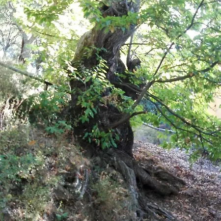 El Viejo Castano - Valle Del Genal Pujerra